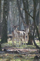 Fallow deers